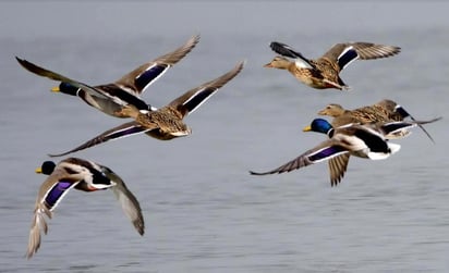 La contaminación ocasionada por el ruido y por la luz provoca un impacto sobre la reproducción de los pájaros en Estados Unidos, según los hallazgos de un informe divulgado por Nature. (ARCHIVO) 