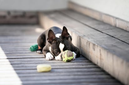 La ansiedad en perros es un estado que se caracteriza por inquietud, nerviosismo e inseguridad. Si un can sufre de eso, puede estar desarrollando alteraciones en su comportamiento. (ESPECIAL)