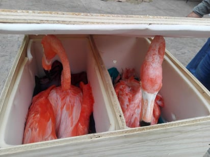 La Procuraduría Federal de Protección al Ambiente (Profepa) y la Guardia Nacional aseguraron seis ejemplares de Flamenco Americano que eran trasladados en cajas de madera en el Aeropuerto Internacional de Mérida.
(TWITTER)