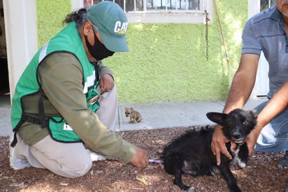 La vacuna que se aplica a los perros es gratuita y solo se pide que los dueños lleven a sus mascotas con collar y correa. (EL SIGLO DE TORREÓN) 