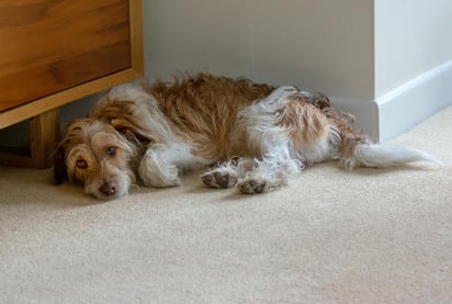 Al igual que sucede con los humanos, los perros, también pueden sufrir caspa, que puede ser seca o como consecuencia de la dermatitis seborreica. (ESPECIAL)