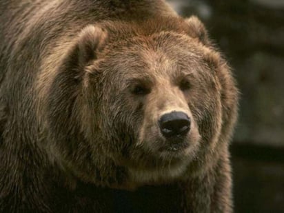 Los osos de las cavernas del Paleolítico tenían costumbres caníbales, según un estudio hecho por investigadores españoles, que han comparado los datos arqueológicos relacionados con estos animales con observaciones naturalísticas hechas en el Pirineo con los actuales osos pardos. (ESPECIAL) 