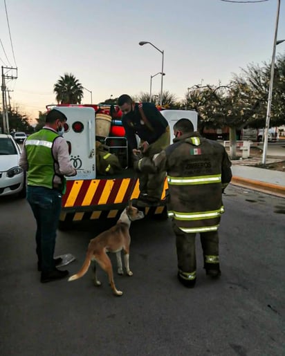 Una vez rescatados, los perros son atendidos por un veterinario, reciben tratamiento y son puestos en adopción.