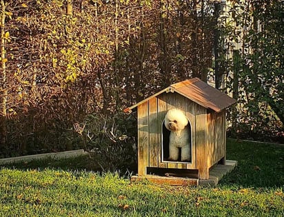 Si tu mascota tiene su propia casa en el jardín o cochera, será importante que la acondiciones durante el invierno para evitar que se humedezca causando alguna enfermedad. 
(INSTAGRAM @mariskaslifewithpets)