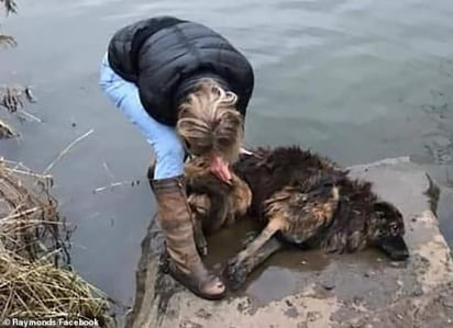 Una heroica mujer saltó a un río helado para rescatar a Bella, una Pastor Belga que fue lanzada al agua con una piedra atada a sus patitas por su dueño. (Especial) 