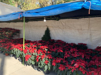 Los vendedores se instalaron en el parque Morelos y ofrecerán nochebuenas y pinos navideños hasta el 24 de diciembre. (DIANA GONZÁLEZ)