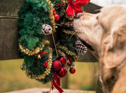 En las épocas navideñas tu hogar puede llenarse de objetos peligrosos, incluso tu árbol. (ESPECIAL)