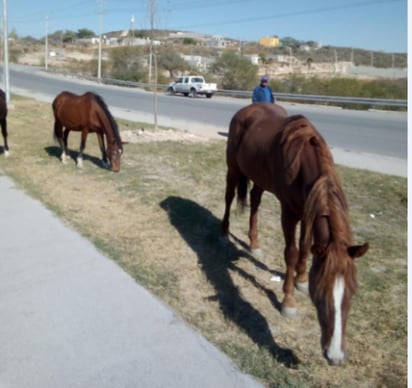 Los dueños de caballos, reses y rumiantes en general que tienen a sus animales dentro de la ciudad y lo sujetan para que pasten en la vía pública, serán multados por el Ayuntamiento, advirtió el director de Fomento Agropecuario, Rafael González Ortíz.