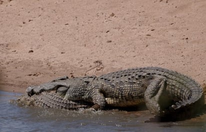 Las impactantes imágenes que muestran el momento en el que un cocodrilo de más de 500 kilogramos comiendo a un bebé de su misma especie han recorrido las redes sociales a nivel mundial. (Especial) 