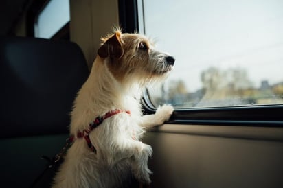 Las mascotas se convierten con el paso del tiempo en un miembro más de nuestra familia, y cuando viajamos en auto con ellas, queremos llegar bien a nuestro destino sin haber expuesto nuestra integridad ni la de nuestros animales de compañía. (Especial) 