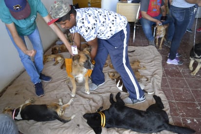 Ante la buena aceptación de los sampetrinos registrada el año pasado, se programó ya la primera campaña de esterilización canina y felina del 2021, por lo que se hace extensiva la invitación a las personas que tengan mascotas. (EL SIGLO DE TORREÓN) 