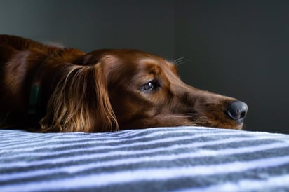 Cuando un perro está pasando por una enfermedad seguramente comenzará a comer menos, sin embargo, este es el preciso momento en que hay que cuidar más su alimentación, reforzándola con algunos cambios en su dieta para ayudar a su pronta recuperación o a sobrellevar la enfermedad de una forma apacible.  (ESPECIAL)