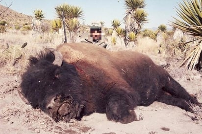 Se asegura que los hechos denunciados no tienen relación con la manada recién introducida en el Rancho Pilares y Reserva del Carmen en el Municipio de Ocampo.(ARCHIVO)