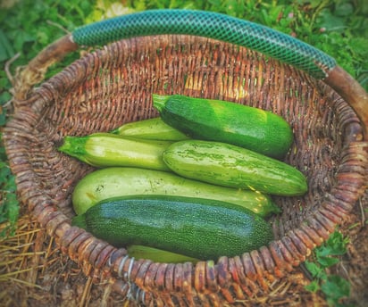 LAS CALABAZAS. se cultivan en todas las regiones agrícolas de nuestro país, acompañando al maíz y al frijol. (UNSPLASH)