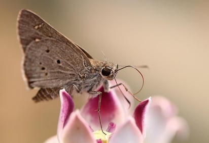 Un nuevo tipo de polilla diurna ha sido descubierta en el Algarve portugués y se la ha denominado Heterogynis cynetis, un nombre que hace alusión a un pueblo prerromano de la Península Ibérica. (ARCHIVO) 