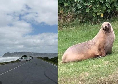 La idea es que la restricción de tránsito permita a los animales moverse libremente. (INTERNET)