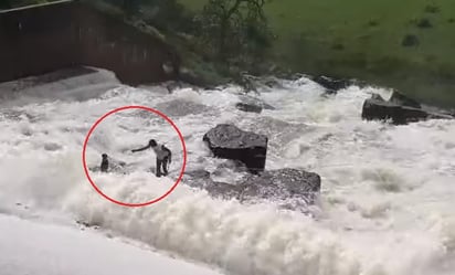 El animal cayó al agua mientras seguía a su dueño en Bell Park Dam, en Sudáfrica (CAPTURA) 