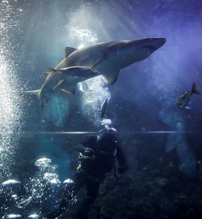  Los científicos han sabido durante décadas que las especies de tiburones están disminuyendo, y un nuevo estudio indica que a nivel mundial la presencia de tiburones oceánicos y rayas se redujo más del 70% entre 1970 y 2018. (ARCHIVO)