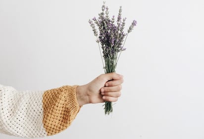 La lavanda es una planta mediterránea del sur de Europa y algunas  partes de África. Considerada un adaptógeno sumamente conocido por sus propiedades terapéuticas. (ARCHIVO) 