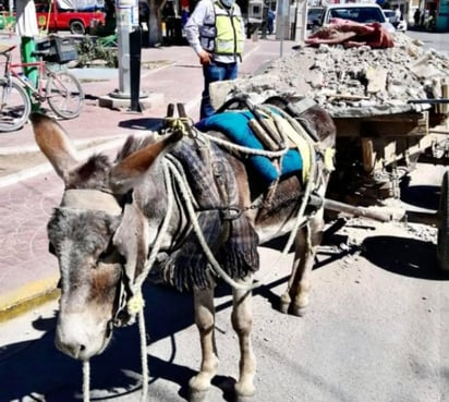 Este mediodía por medio de Facebook se  compartieron las fotografías de un burro herido siendo obligado a caminar con gran carreta llena de escombro pese a sus lesiones y evidente mal estado. (Especial) 