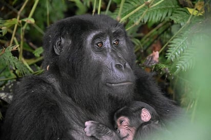 Los gorilas son susceptibles de sufrir la COVID-19 y un grupo de expertos ha advertido del riesgo que podrían correr los gorilas de montaña en África Oriental debido a que los turistas que se hacen autofotos cerca de animales raramente llevan tapabocas. (ARCHIVO) 