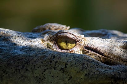 Una enorme hembra de cocodrilo del Nilo de un centro zoológico de San Agustín (Florida) tuvo que ser operada para sacarle del estómago una zapatilla de un visitante que cayó a su habitáculo cuando su dueño pasó por encima en tirolina. (Especial) 