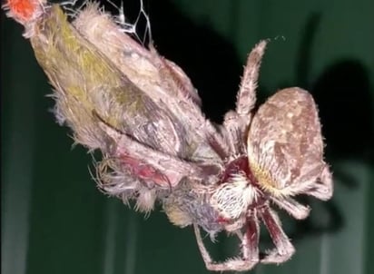 La araña atrapó al pájaro en el día y lo devoró en la noche (CAPTURA)