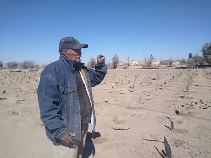 César inició con 3 mil pencas de nopal que plantó en menos de una hectárea; su idea es ampliar la superficie. (EL SIGLO DE TORREÓN) 