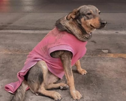 La taquería Torres de Ciudad Victoria se volvió viral en Facebook luego de aclarar que la perrita Lola es parte de su equipo de trabajo y aclaró la situación a los clientes 'incómodos' que se quejan de ella. (Facebook) 