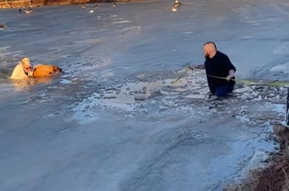 Se desconoce si el perro tenía dueños (CAPTURA)