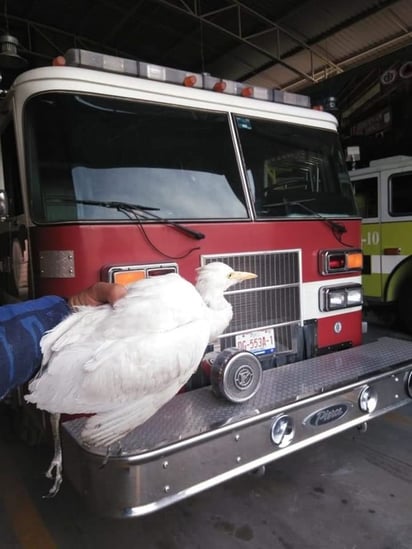 Elementos de Bomberos de Gómez Palacio rescataron una pequeña garza que estaba atorada en un árbol.