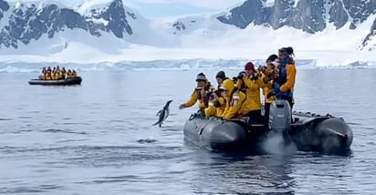 El pingüino aterrizó en la lancha en su segundo intento (CAPTURA)