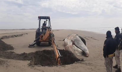 Situaciones similares se presentaron meses atrás con otros ejemplares que terminaron varados a la orilla de playa en el estado (ESPECIAL) 