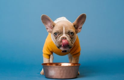 La medida dependerá del peso de tu mascota. (ESPECIAL)