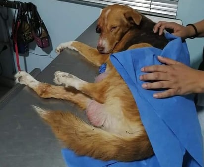 La Defensoría Animalista Laguna informó que la perrita de Gómez Palacio que presentaba una herida en el ojo y cuyo caso de maltrato causó polémica en redes sociales murió. (FACEBOOK)