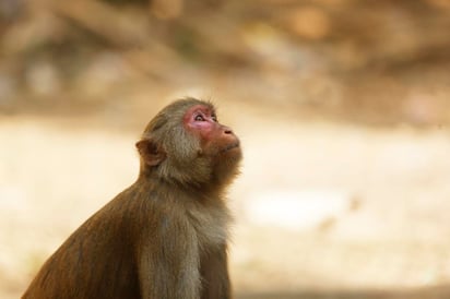 Javier Guillén Izco, de la Asociación para la Evaluación y Acreditación de Laboratorio Animal Care International (AAALAC), demostró su preocupación respecto a la escasez de primates para experimentación científica, pues esta especie ha sido clave para el desarrollo de las vacunas contra el COVID-19. Sin embargo, la propia pandemia ha limitado el acceso a ellos, ya que China, su mayor exportador mundial, suspendió su venta al principio de la pandemia y no la ha reanudado. (ARCHIVO) 