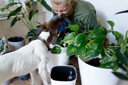 Si tienes mascotas en casa probablemente a veces tenga ese peculiar aroma. (ESPECIAL)