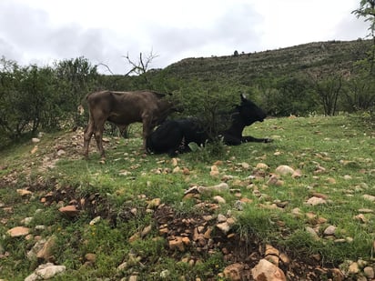 Ganaderos de Durango piden a la Fiscalía General del Estado (FGED), Policía Estatal y a la Guardia Nacional, su apoyo para evitar el paso ilegal de ganado en pie, de Zacatecas a esta entidad. (EL SIGLO DE TORREÓN) 
