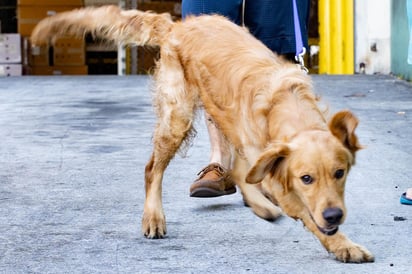 La vacuna, inactivada, fue elaborada por el Centro Federal de Salud Animal, señaló el subdirector de Rosseljoznadzor, Konstantín Sávenkov, en un comunicado publicado en la página web del organismo regulador.
(ARCHIVO)