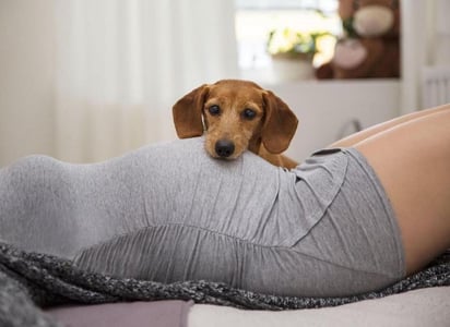 Su olfato canino se encuentra tan desarrollado que lo notará incluso antes de que te des cuenta. (INSTAGRAM / @ttphoto.cz)