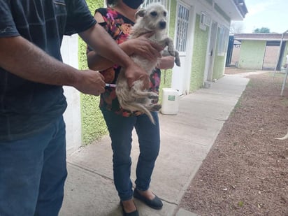 Con el objetivo de disminuir el riesgo de enfermedades como la rabia, o la proliferación de garrapatas en perros, el Centro Antirrábico de San Pedro mantiene permanente en sus instalaciones, una campaña de vacunación contra la rabia y desparasitación gratuita para perros y gatos. (Especial) 