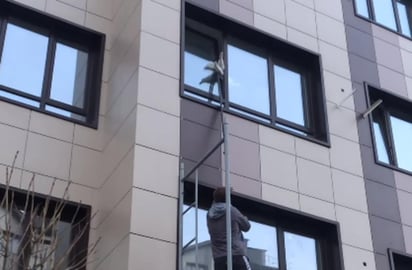 El gato fue empujado de nuevo al interior del edificio (CAPTURA)