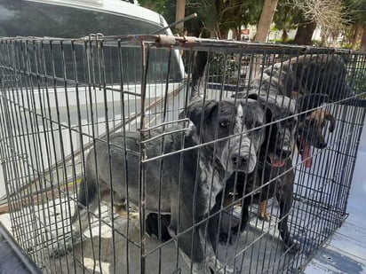 A quienes tengan mascotas en fase terminal se les hace el exhorta a llamar a Prevención Social.