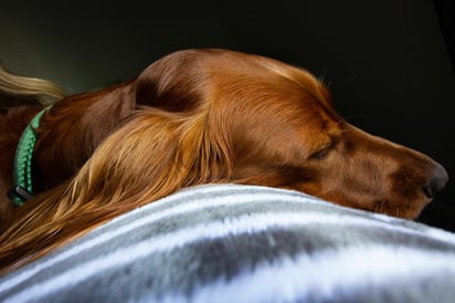 No existe una cura para la epilepsia canina, solo tratamientos para calmar los síntomas. (ESPECIAL)