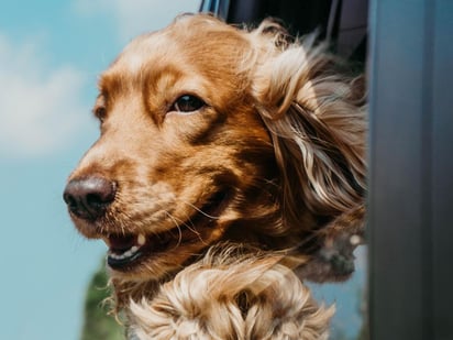 No te asustes si a tu mascota se le cae el pelo, puede ser la temporada de muda. (ESPECIAL)