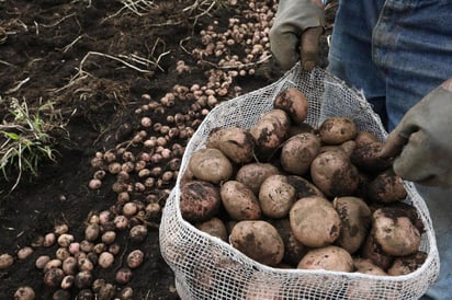 Para los productores de papa en México la decisión de la Primera Sala de la Suprema Corte de Justicia de la Nación de negarle el amparo que impida la importación de papa fresca estadounidense afectará la fitosanidad nacional, dijo la Confederación Nacional de Productores de Papa de la República Mexicana (Conpapa). (ARCHIVO)