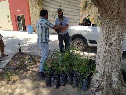 En un día se agotaron los árboles que donó la empresa Peñoles a la Dirección de Ecología del municipio de Francisco I Madero. (MARY VÁZQUEZ)