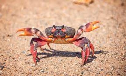 Un equipo internacional de investigadores ha conseguido identificar el origen del patógeno infeccioso que está aniquilando los cangrejos de río de todo el mundo, y que es el responsable de una de las pandemias de vida silvestre más graves que se han registrado nunca. (ESPECIAL) 
