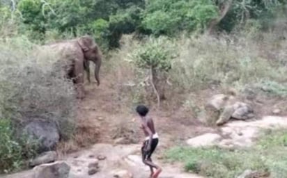 Los jóvenes fueron grabados apedreando y persiguiendo a tres elefantes (CAPTURA)