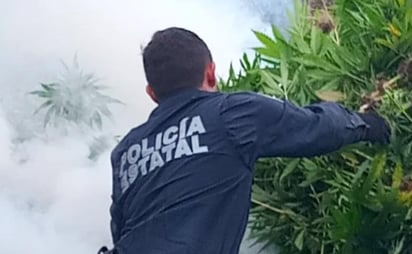 El personal de tierra de la Policía Estatal Preventiva amplió un radio de inspección y descubrió un tercer cultivo de marihuana, en una superficie de 400 metros cuadrados, donde se localizaron plantas de casi un metro de altura.
(ESPECIAL)